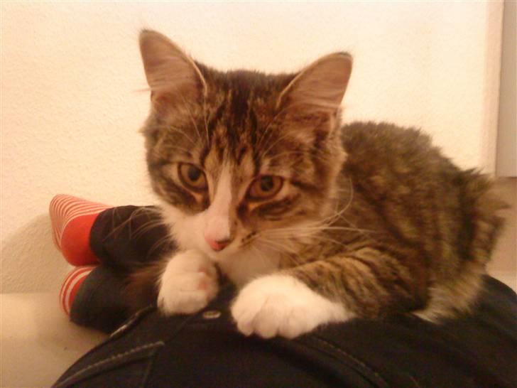 Blanding af racer India billede 4