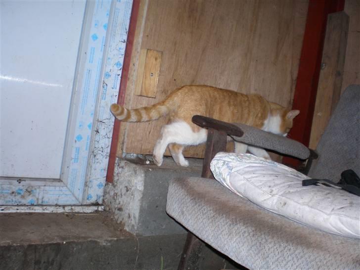 Huskat  Tiger  Forsvundet billede 4