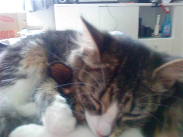 Blanding af racer India billede 5