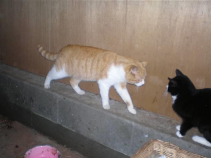 Huskat  Tiger  Forsvundet billede 5