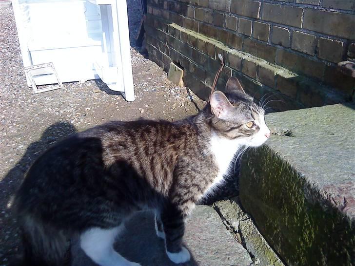 Blanding af racer India billede 6