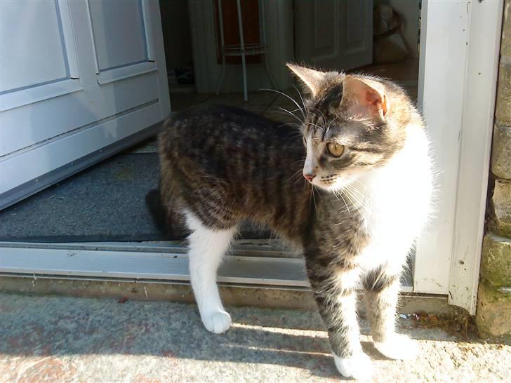 Blanding af racer India billede 7