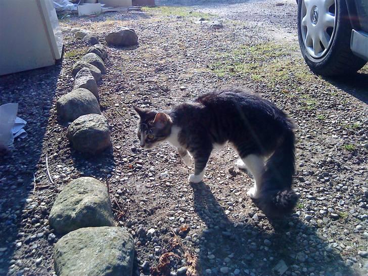 Blanding af racer India billede 8