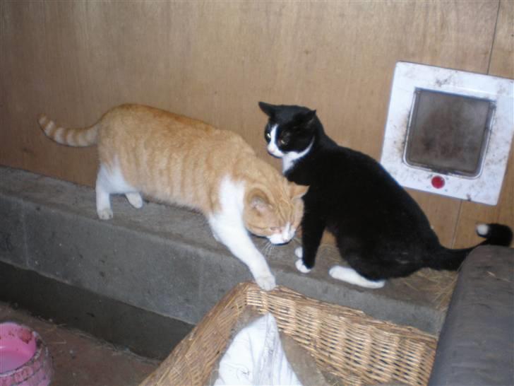 Huskat  Tiger  Forsvundet billede 6