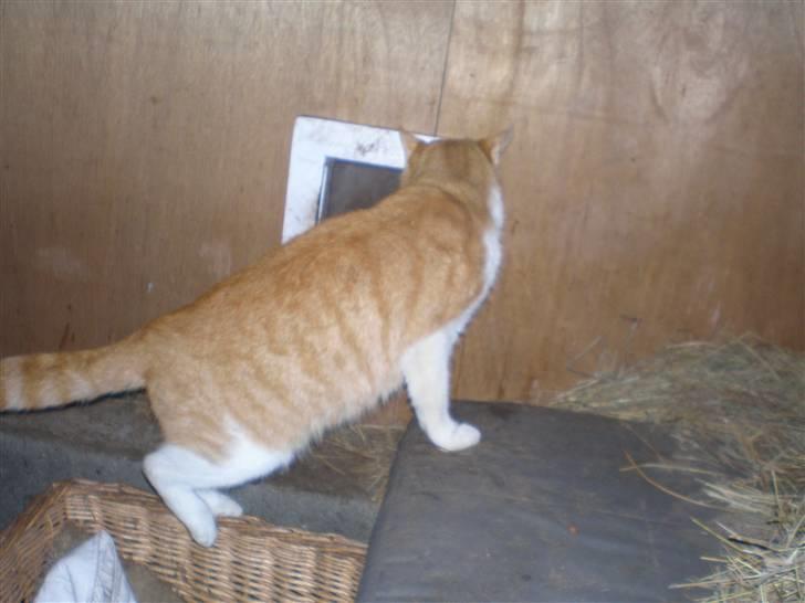 Huskat  Tiger  Forsvundet billede 7