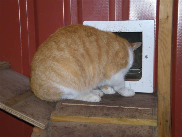 Huskat  Tiger  Forsvundet billede 8