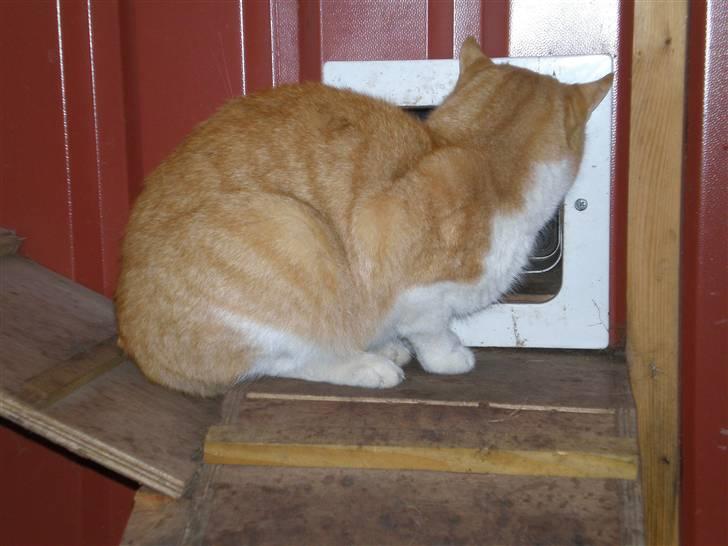 Huskat  Tiger  Forsvundet billede 9