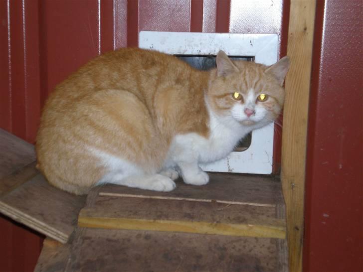 Huskat  Tiger  Forsvundet billede 10