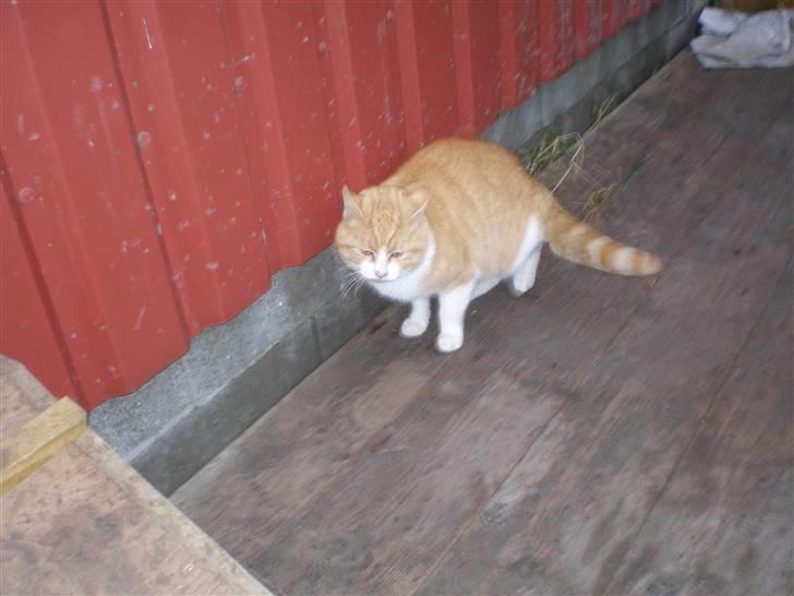 Huskat  Tiger  Forsvundet billede 11