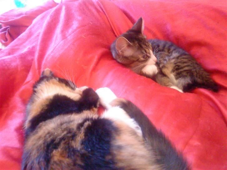 Blanding af racer China billede 1