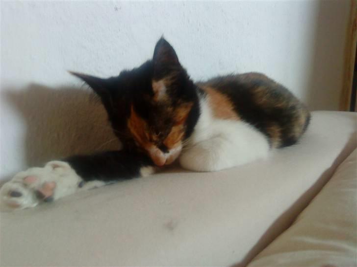 Blanding af racer China billede 2