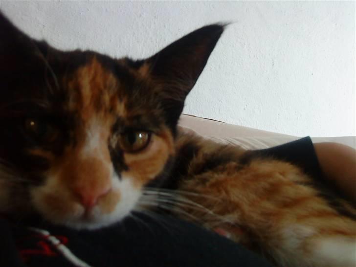 Blanding af racer China billede 3