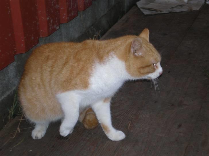 Huskat  Tiger  Forsvundet billede 12