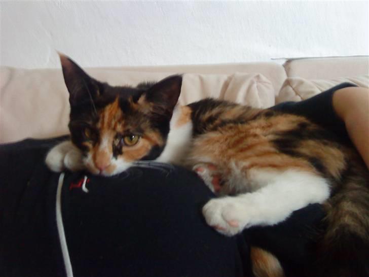 Blanding af racer China billede 4