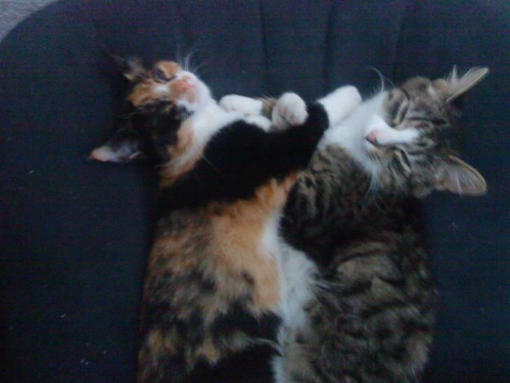 Blanding af racer China billede 5