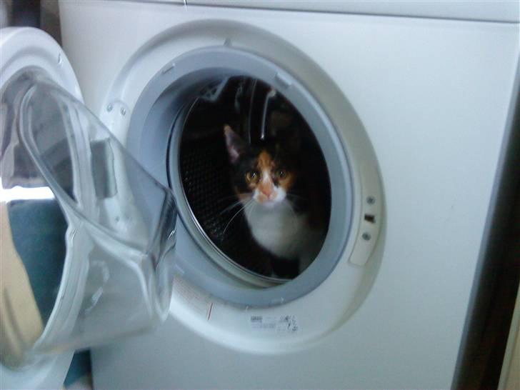 Blanding af racer China billede 6