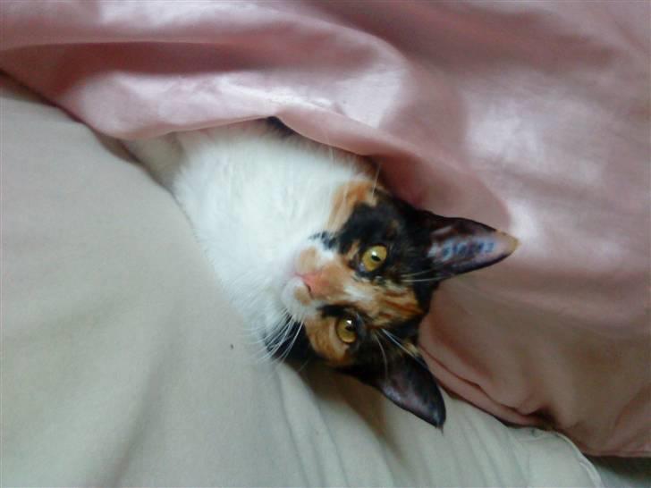 Blanding af racer China billede 7