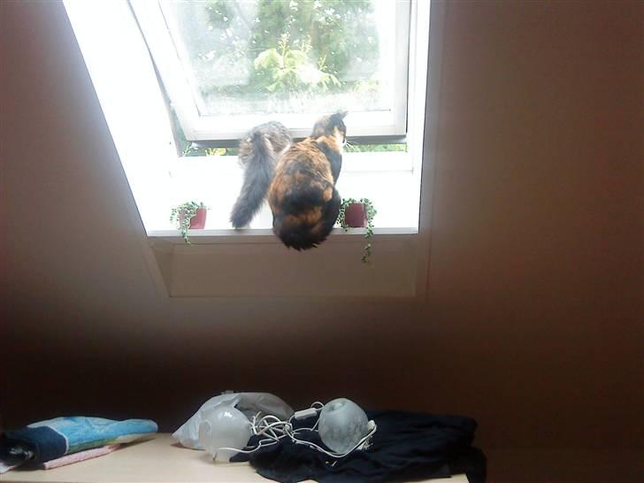 Blanding af racer China billede 8