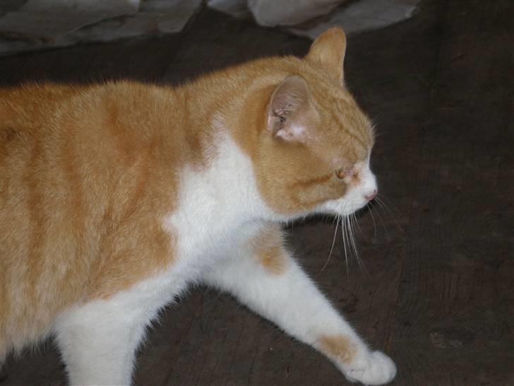 Huskat  Tiger  Forsvundet billede 13