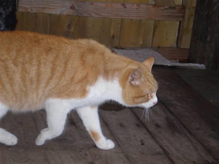 Huskat  Tiger  Forsvundet billede 14