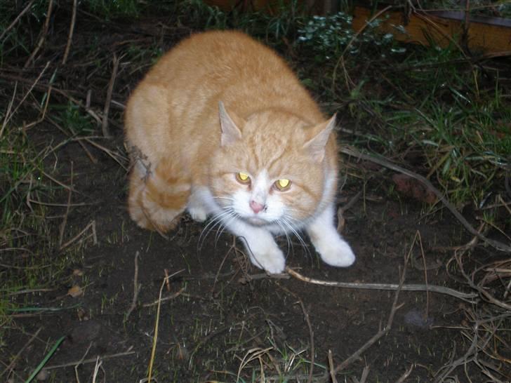 Huskat  Tiger  Forsvundet billede 15