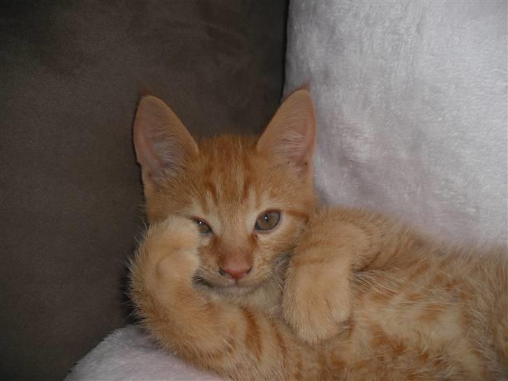 Huskat Edward / Eddie billede 1