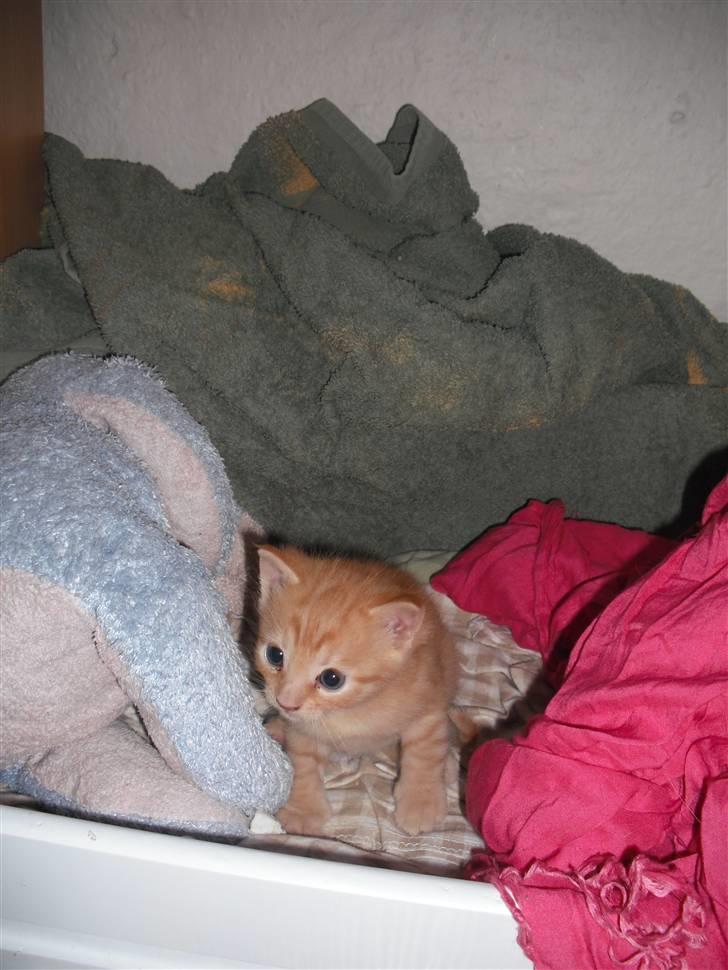 Huskat Edward / Eddie billede 2