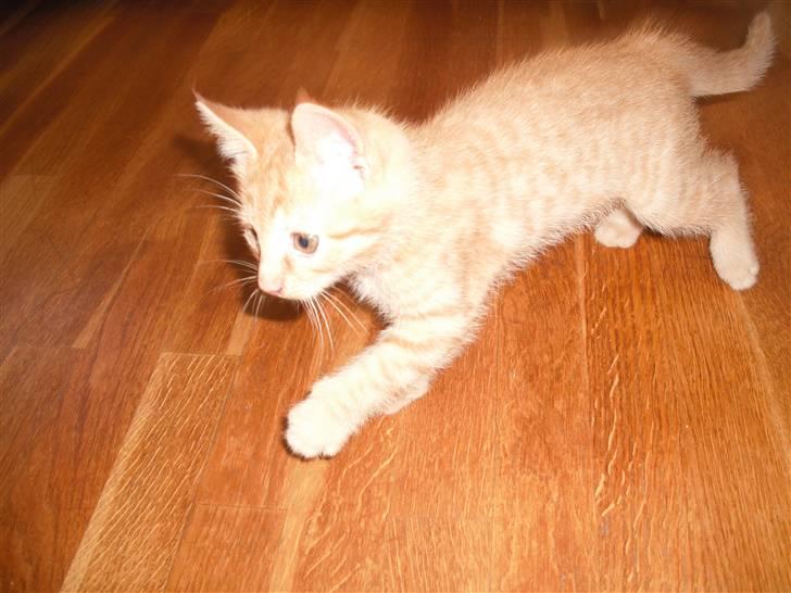 Huskat Edward / Eddie billede 3