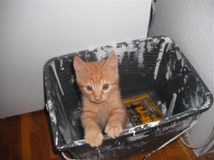 Huskat Edward / Eddie billede 4