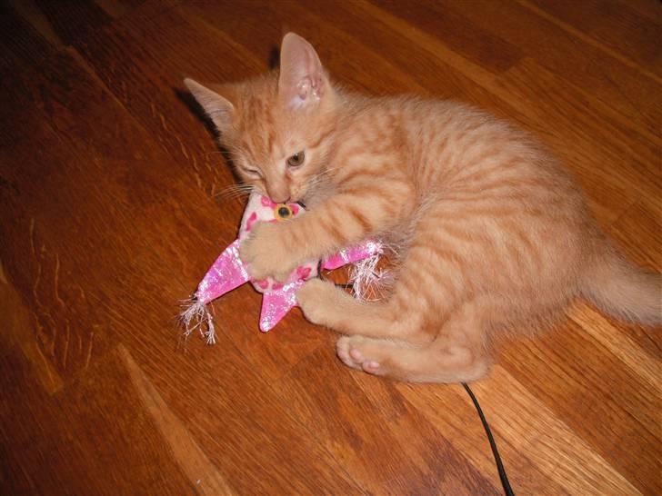 Huskat Edward / Eddie billede 5