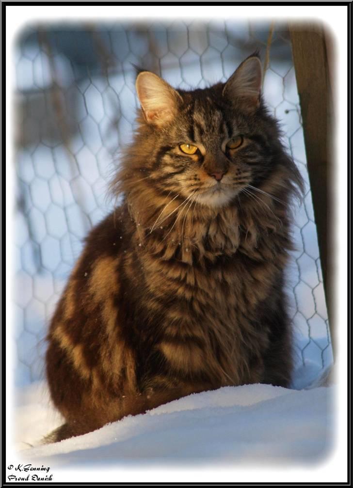 Maine Coon DK Proud Danish Izarra  - 10 mdr billede 1