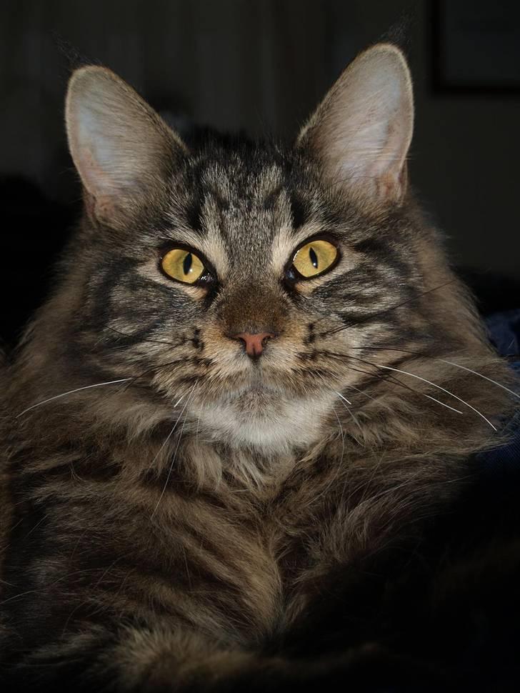 Maine Coon DK Proud Danish Izarra  billede 2