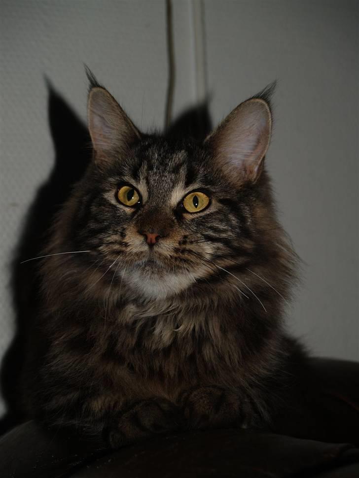 Maine Coon DK Proud Danish Izarra  billede 3