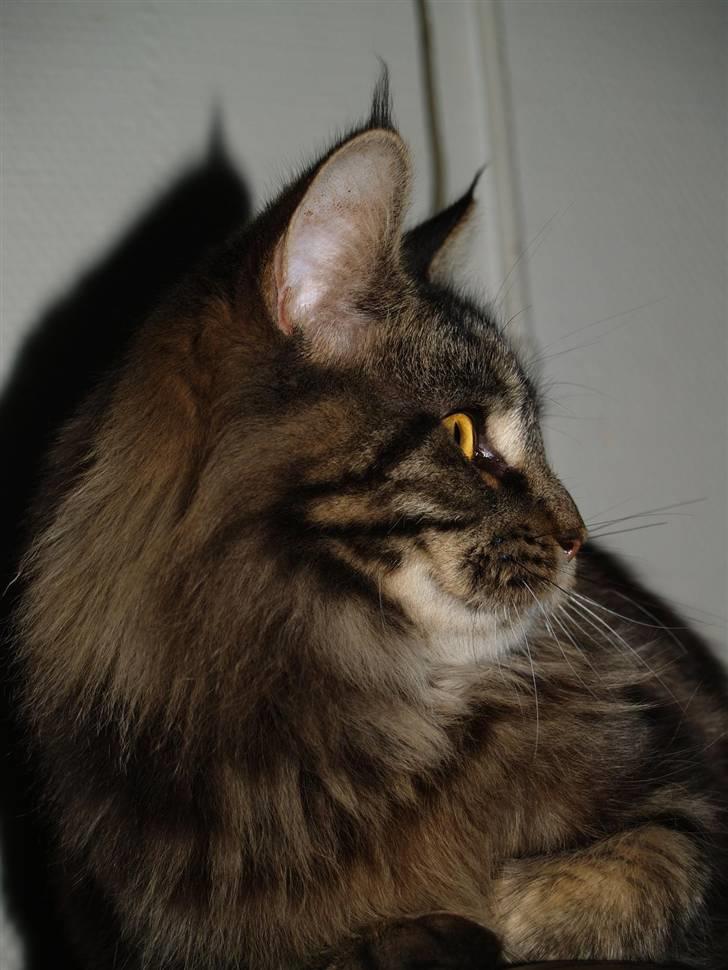Maine Coon DK Proud Danish Izarra  billede 4