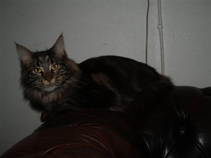 Maine Coon DK Proud Danish Izarra  billede 5
