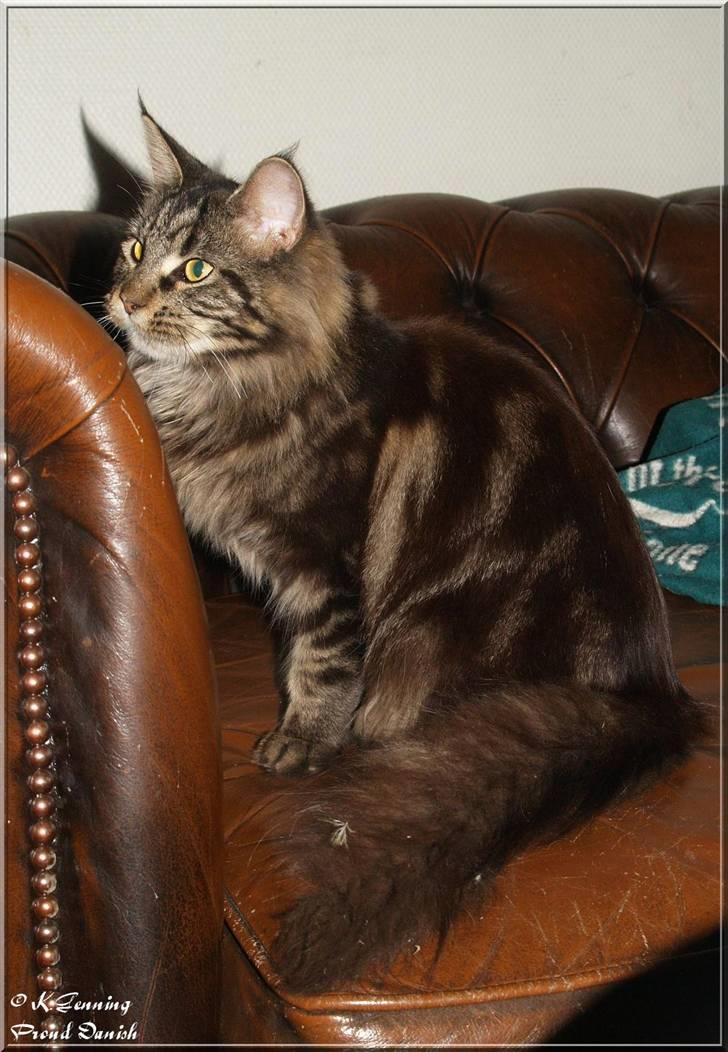 Maine Coon DK Proud Danish Izarra  billede 6