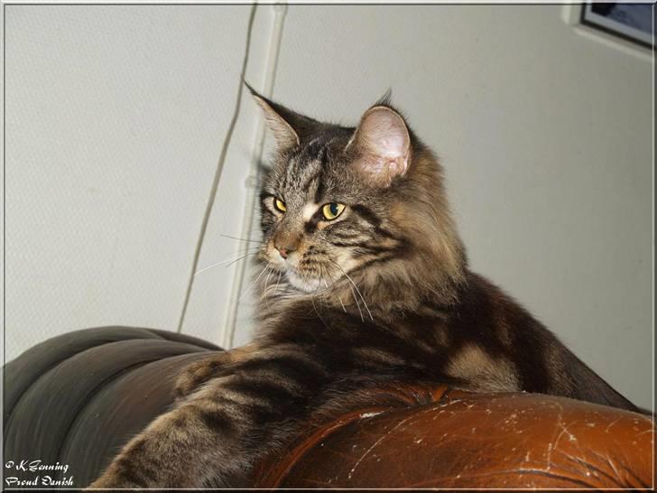 Maine Coon DK Proud Danish Izarra  billede 7
