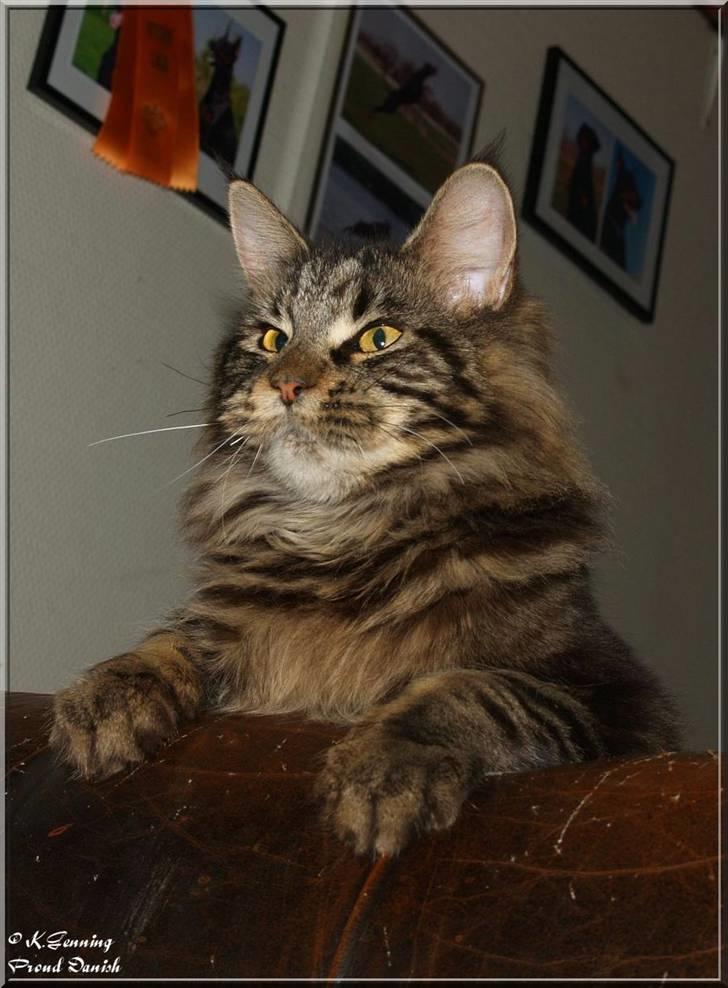 Maine Coon DK Proud Danish Izarra  billede 8