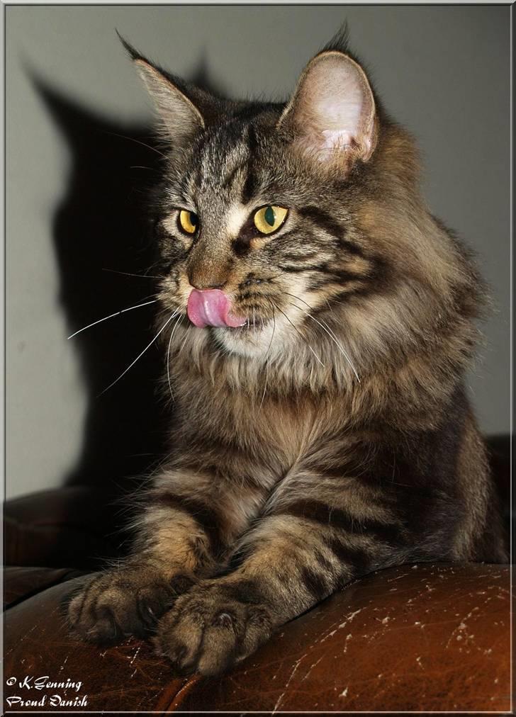 Maine Coon DK Proud Danish Izarra  billede 9