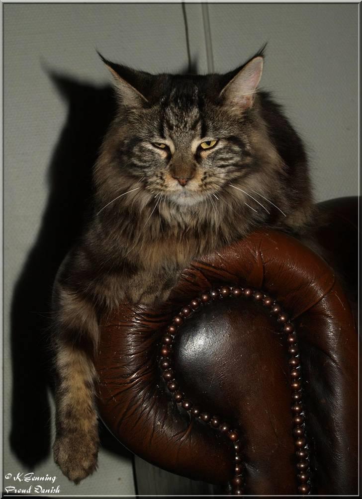 Maine Coon DK Proud Danish Izarra  billede 10