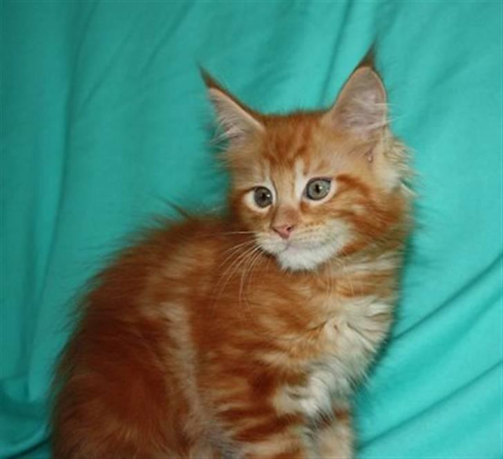 Maine Coon Princess *solgt* - 10 august -9 uger billede 16