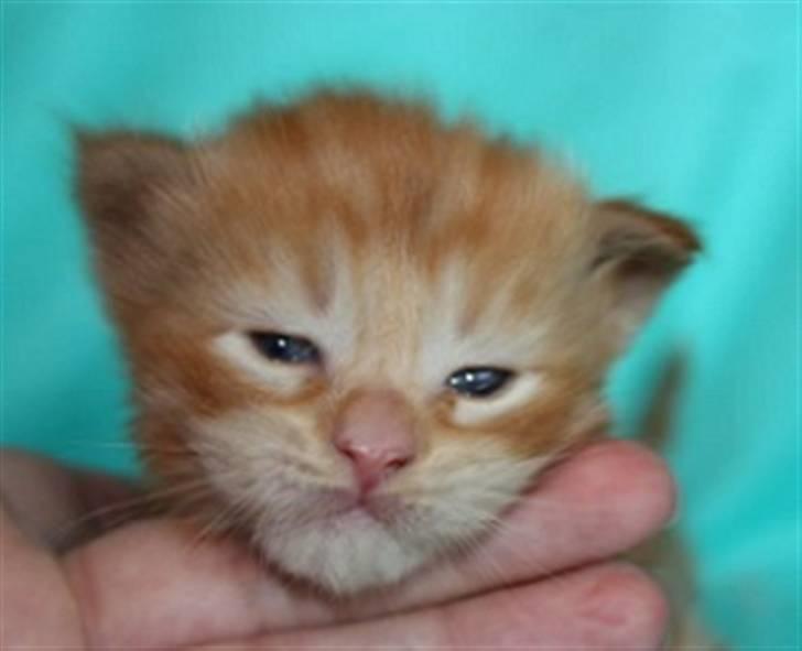 Maine Coon Princess *solgt* - 22 juni -2 uger billede 18