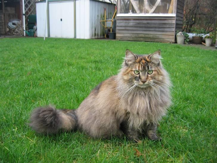 Blanding af racer Pjuske - (30-11-09) billede 13