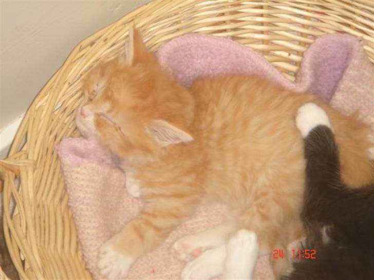 Maine Coon Bellami Solgt :( billede 6