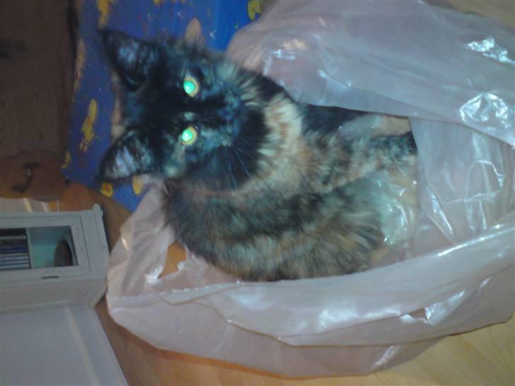 Maine Coon Apache billede 2