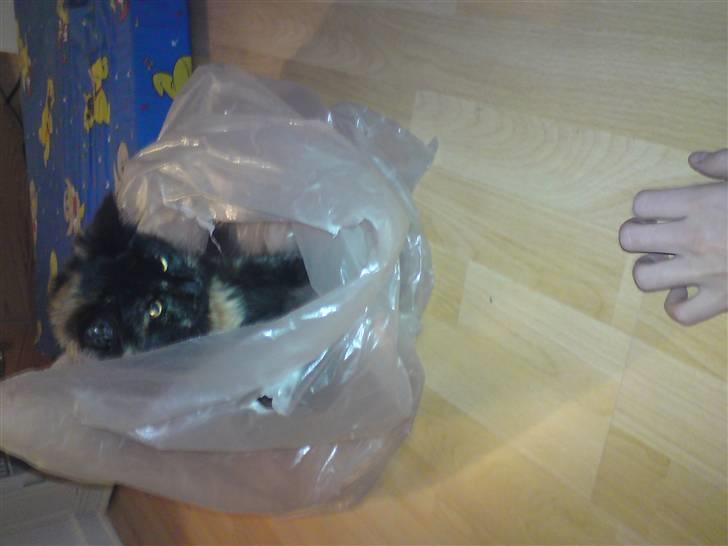 Maine Coon Apache - Åltså... Plastik og børn der gider lege.. Dejligt....... billede 3