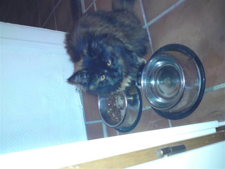 Maine Coon Apache - Godt "mor" har klinkegulv... For jeg leger med vandet :)) billede 4