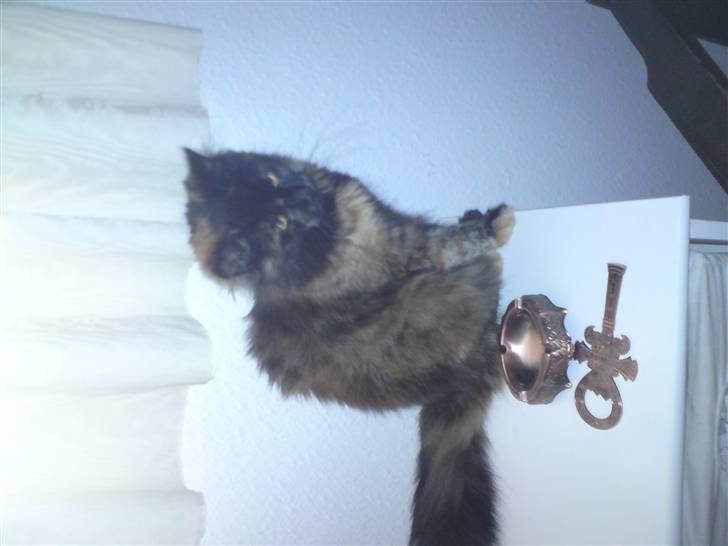 Maine Coon Apache - Jeg har bare gemt havldelen af min hale billede 5