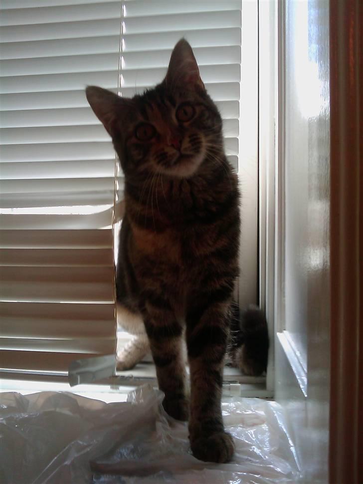 Blanding af racer Misha billede 2