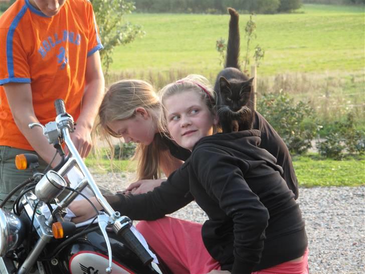 Huskat Sofus - Heej velkommen til Sofus profil læg en besked og en anmeldese så bliver vi glade!!!! billede 1